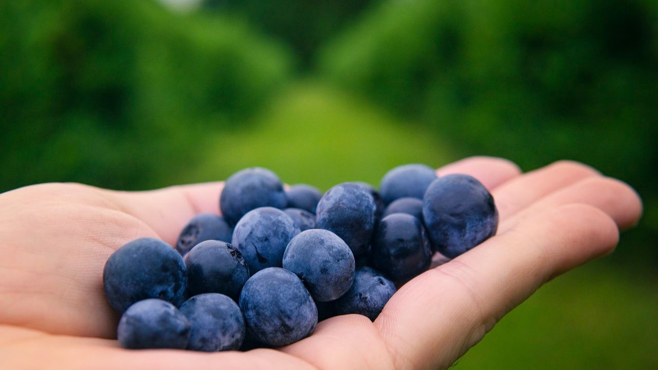 Blueberry Juice Benefits and a Deliciously Easy Recipe