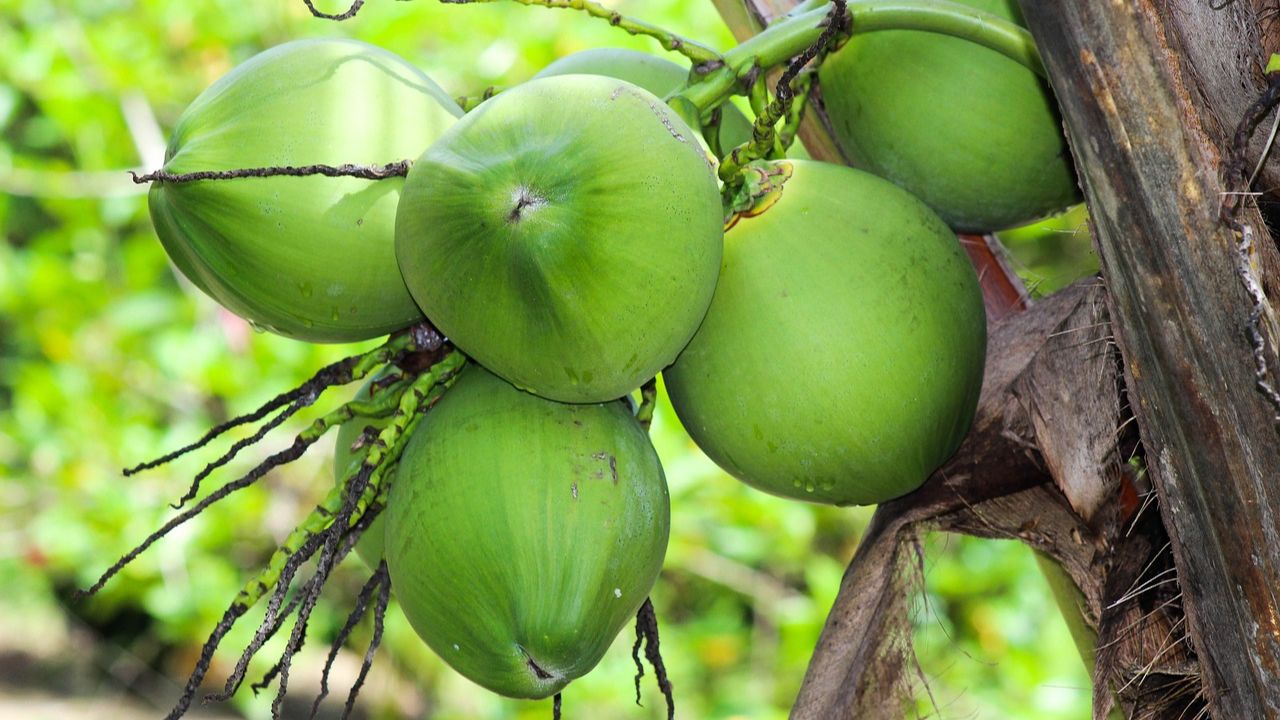 Coconut Water Benefits for Summer + Easy, Breezy Recipes