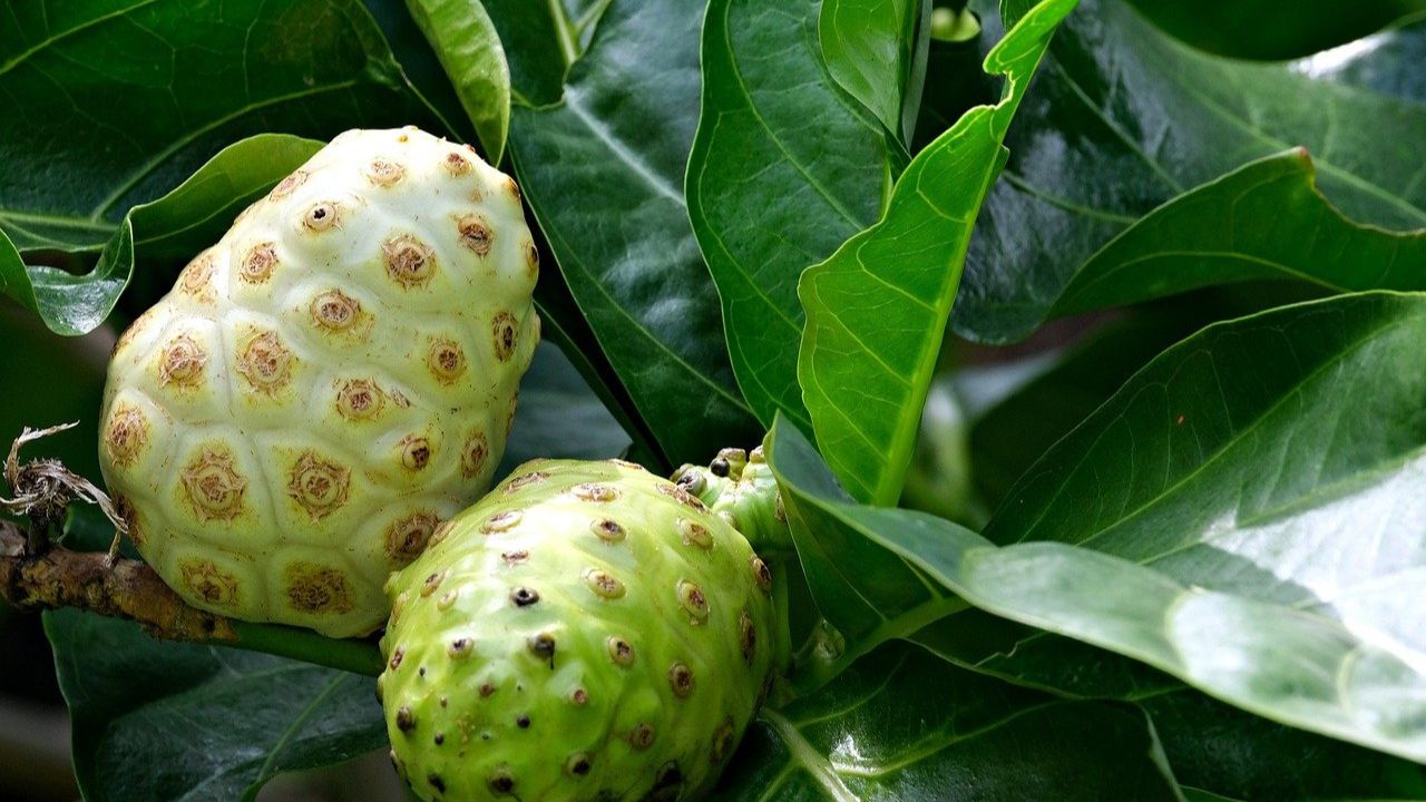 Noni Juice Benefits You Won't Believe (with Recipe)