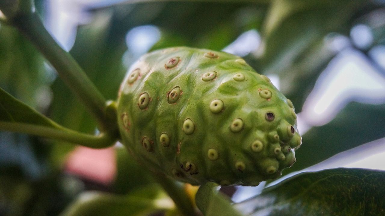 Noni Juice Benefits You Won't Believe (with Recipe)