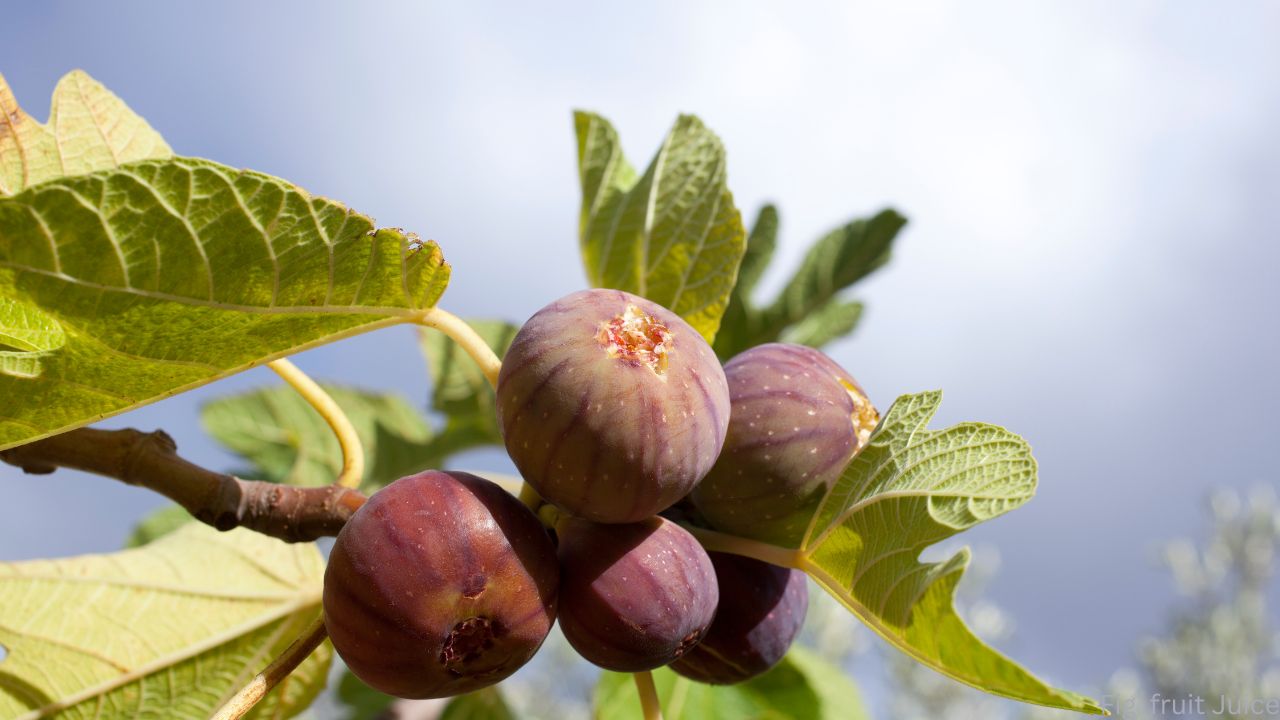 Fig Juice Benefits and a Delicious Recipe